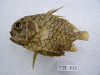 藏品(松毬魚)的圖片